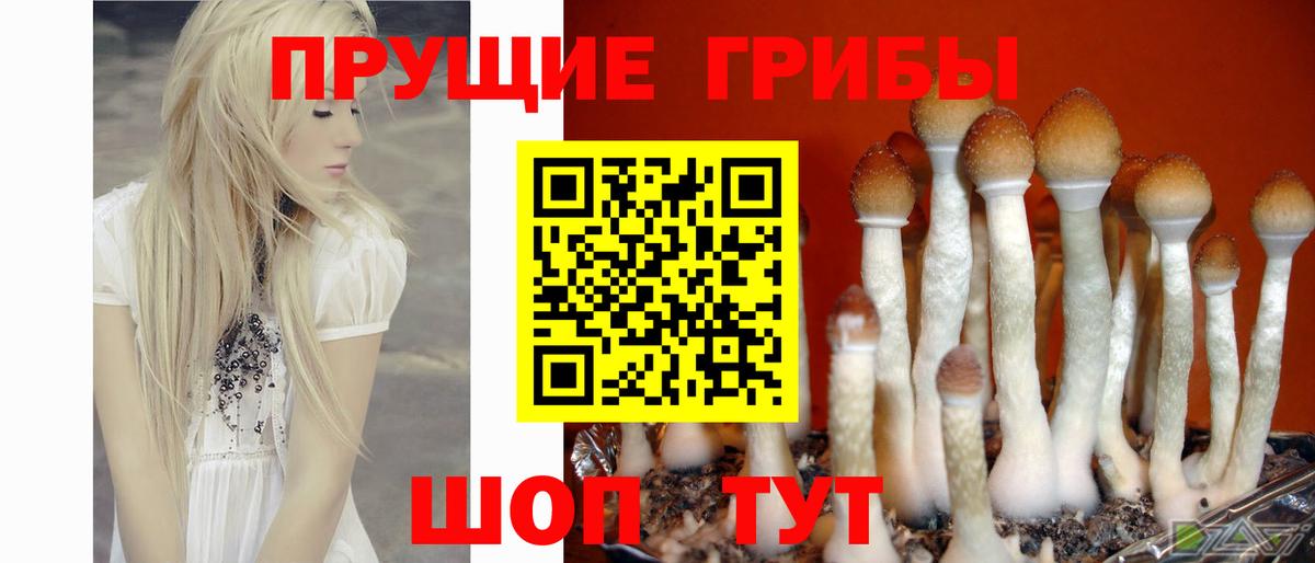 Галлюциногенные грибы MAGIC MUSHROOMS  Вход с VPN  Тавда 